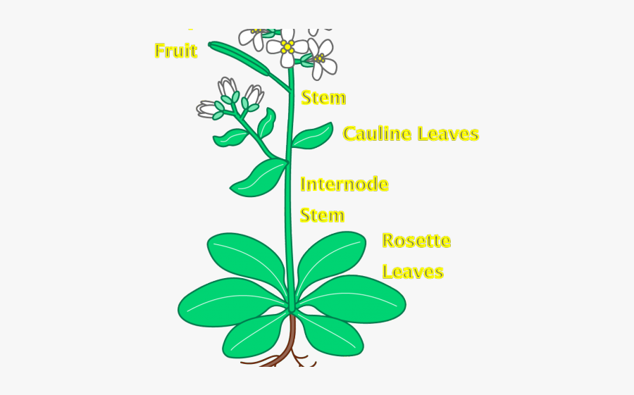 Roots Clipart Plant Root - Rosette Leaves Arabidopsis, Transparent Clipart