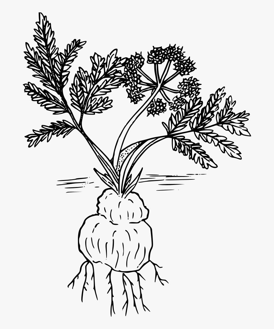 Cous - Drawing, Transparent Clipart