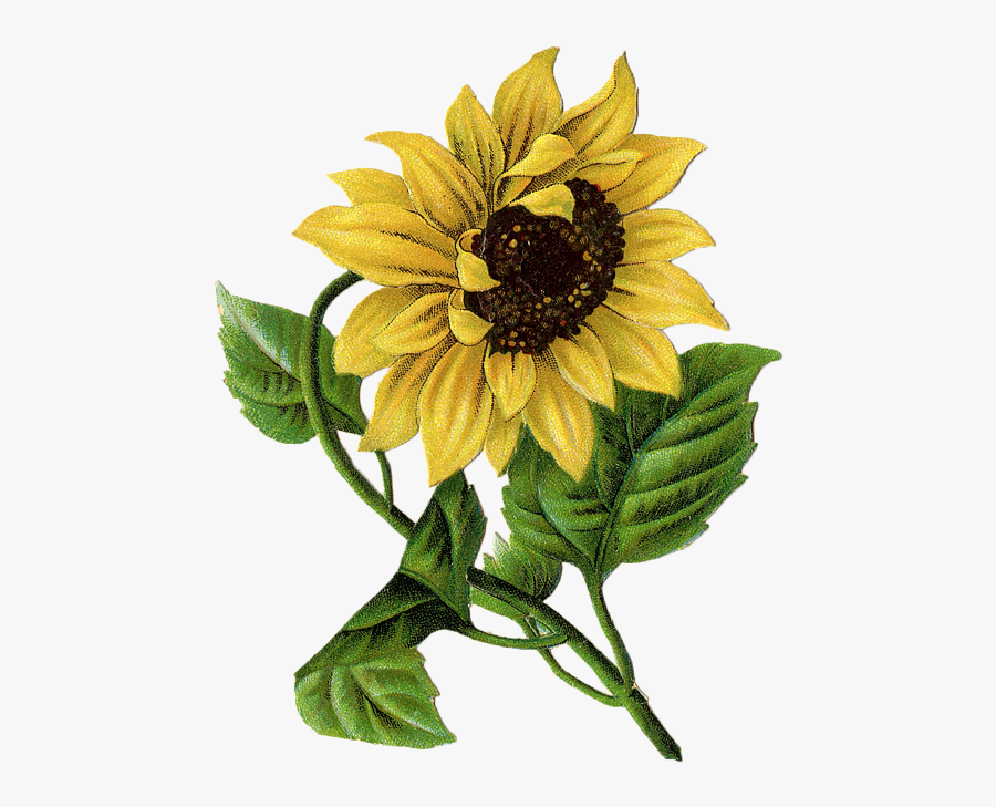 Sunflower Graphic, Transparent Clipart