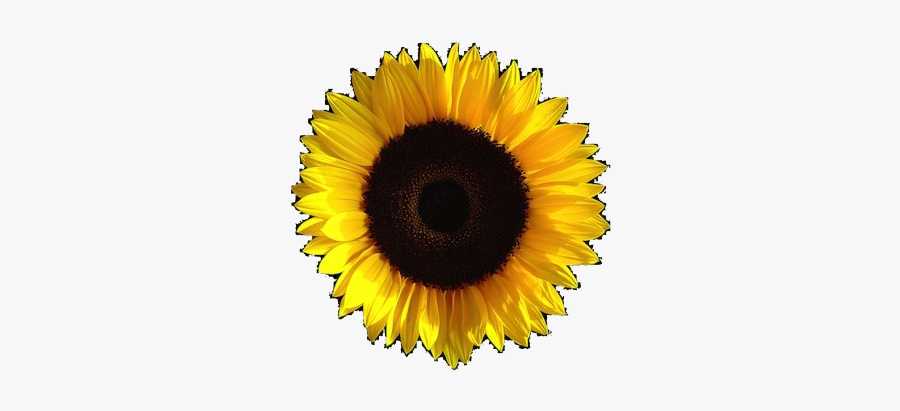 Sunflower Png Transparent Aesthetic - Transparent Background Sunflower Aesthetic Png, Transparent Clipart