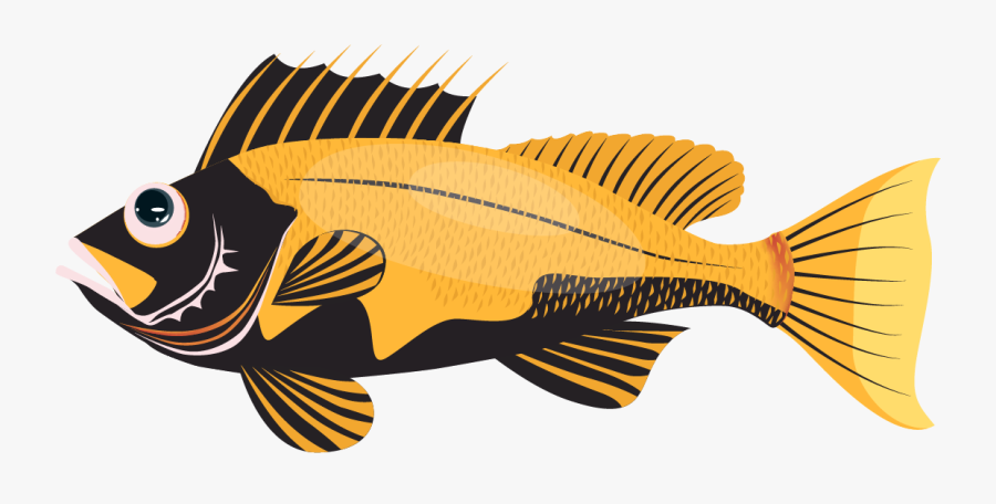 Pomacentridae, Transparent Clipart