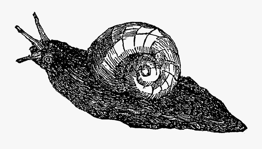 Lymnaeidae, Transparent Clipart