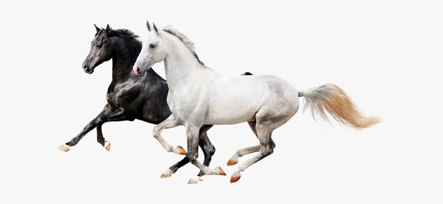 Two Horses Png Download - Seoul Town Road Rm Bts, Transparent Clipart