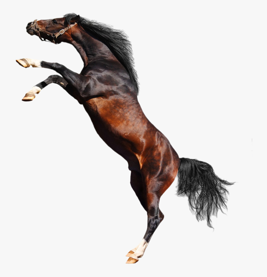 Transparent Horse Jumping Clipart - Horses, Transparent Clipart