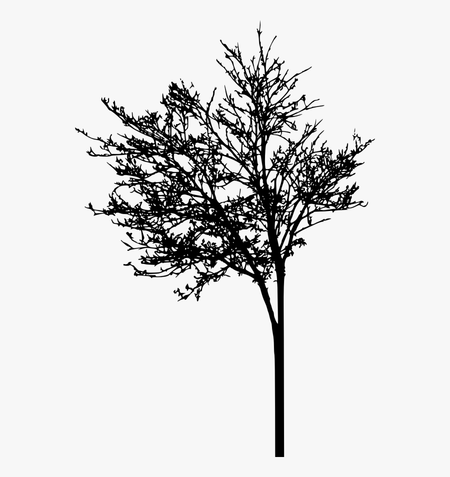 Art Picsart Photo Studio Silhouette American Larch - Portable Network Graphics, Transparent Clipart