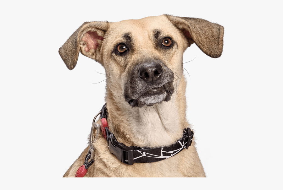 Snout Breed Dog Collar Png Download Free Clipart - Companion Dog, Transparent Clipart