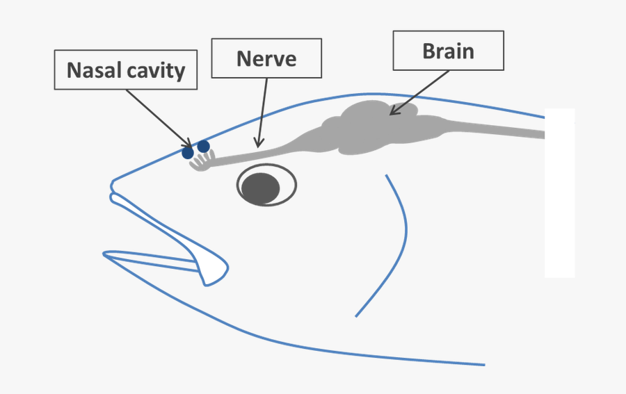 Nasal Cavity In A Fish, Transparent Clipart