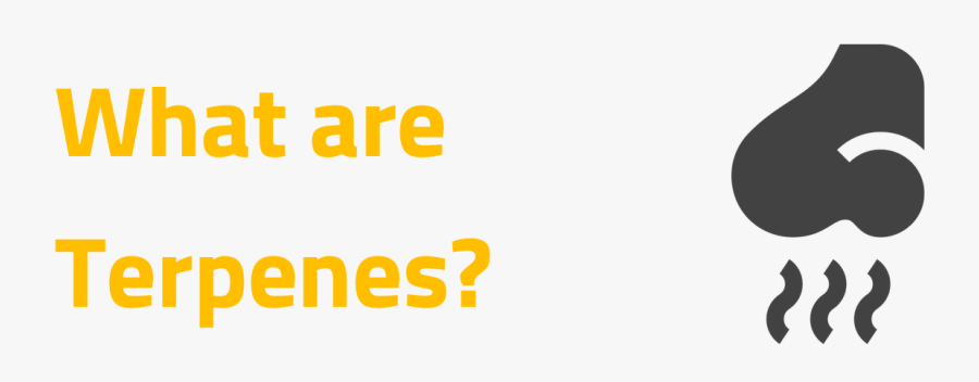 The Nose Knows, Transparent Clipart