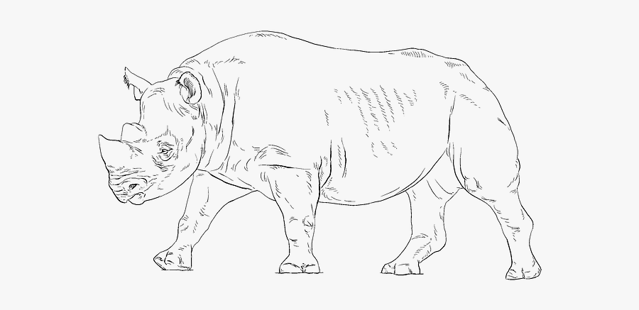Black Rhino Coloring Page, Transparent Clipart