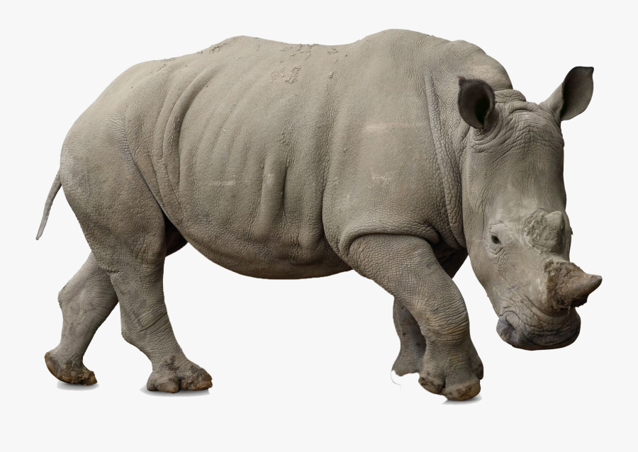 Transparent Rhinoceros Png - Black Rhino White Background, Transparent Clipart
