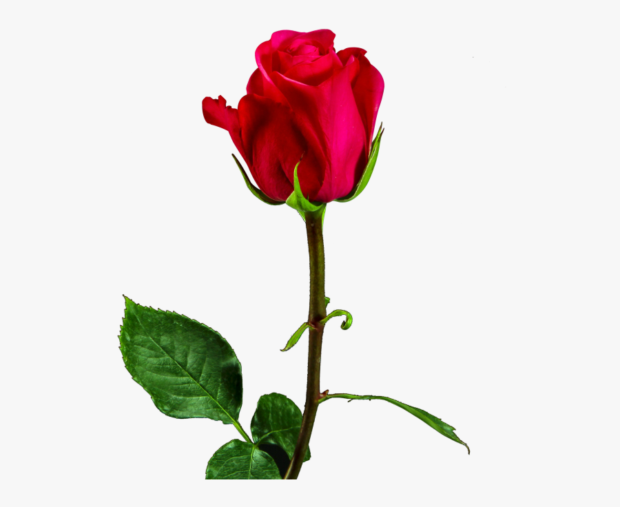 Valentine Day, Red Rose Png Image Free Download Searchpng - Red Rose Png Download, Transparent Clipart