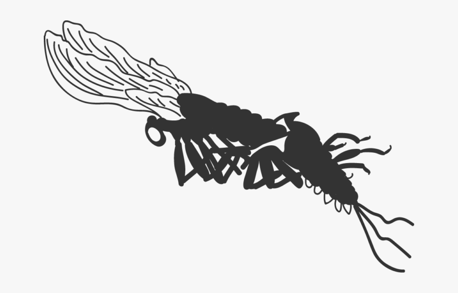 Mayfly Emerger Icon - Mayfly, Transparent Clipart