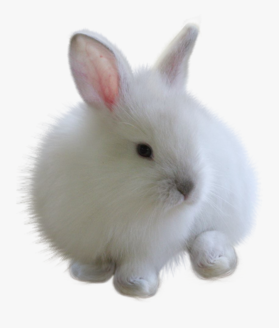 #fuzzy #bunny #white #rabbit#freetoedit - Rabbit Png For Picsart, Transparent Clipart