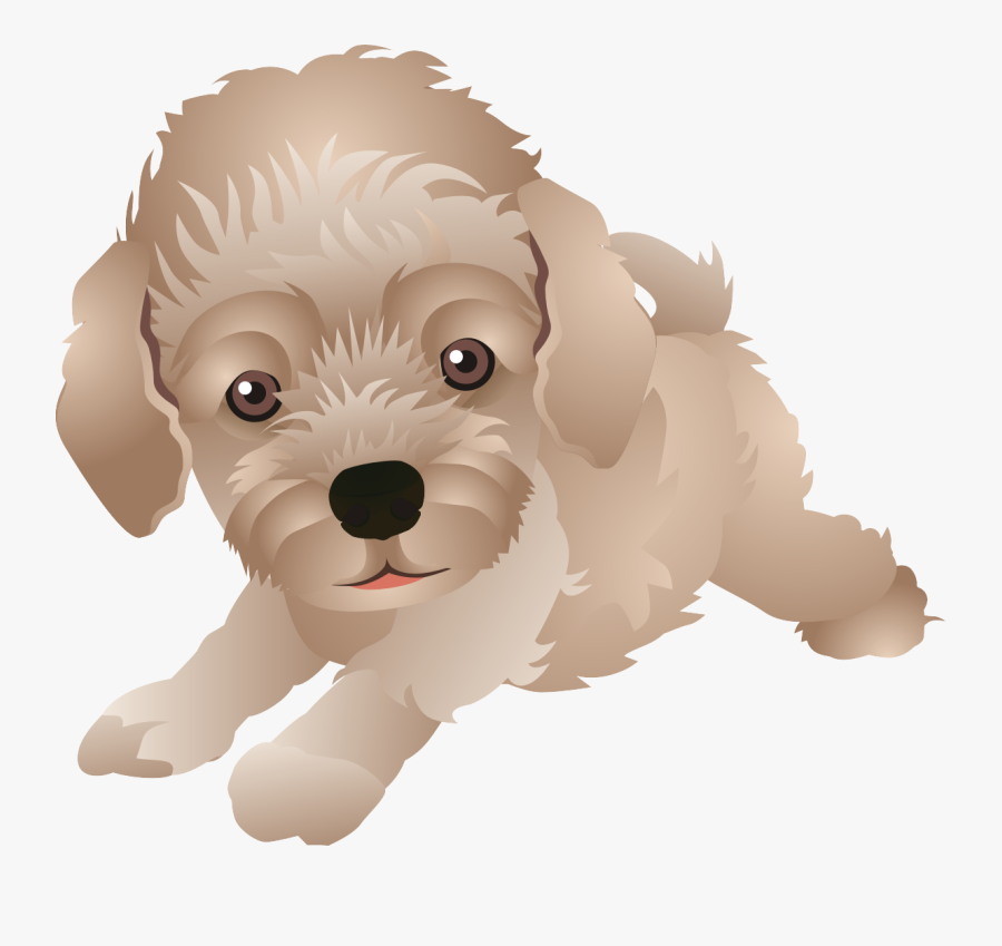Maltese Dog Schnoodle Cockapoo Havanese Goldendoodle - Schnoodle Cartoon, Transparent Clipart