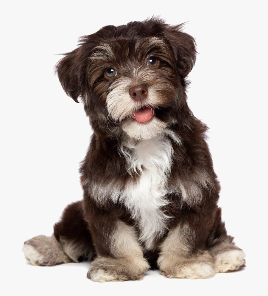 Clip Art Havanese Black And White - Chocolate Havanese, Transparent Clipart