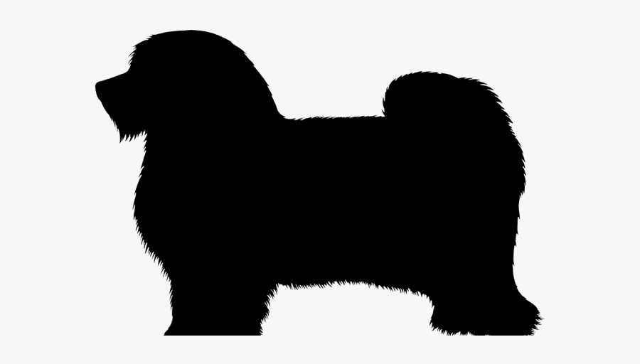 Havanese Puppy Cliparts - Companion Dog, Transparent Clipart