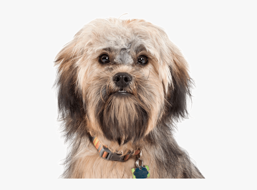 Transparent Cocker Spaniel Clipart - Companion Dog, Transparent Clipart