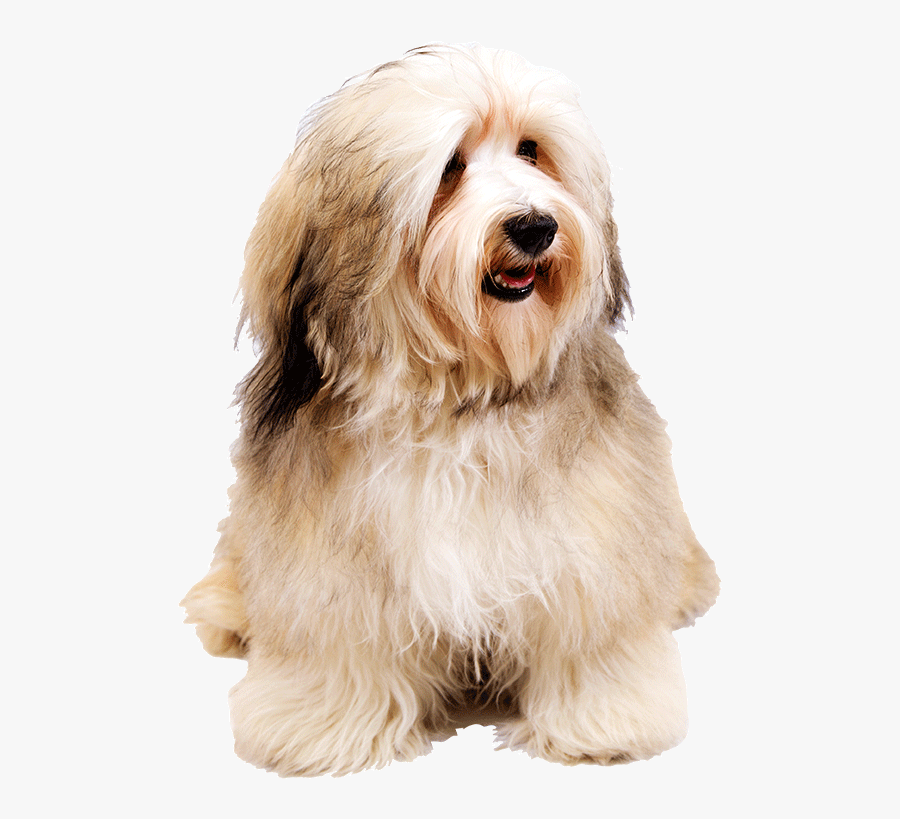 Havanese Wallpapers Pictures Amp Breed Information - Sapsali, Transparent Clipart