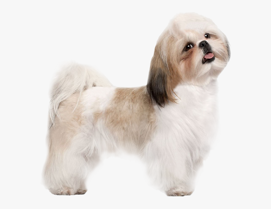 Puppy Dog Transparent Image - Dog Shih Tzu Png, Transparent Clipart