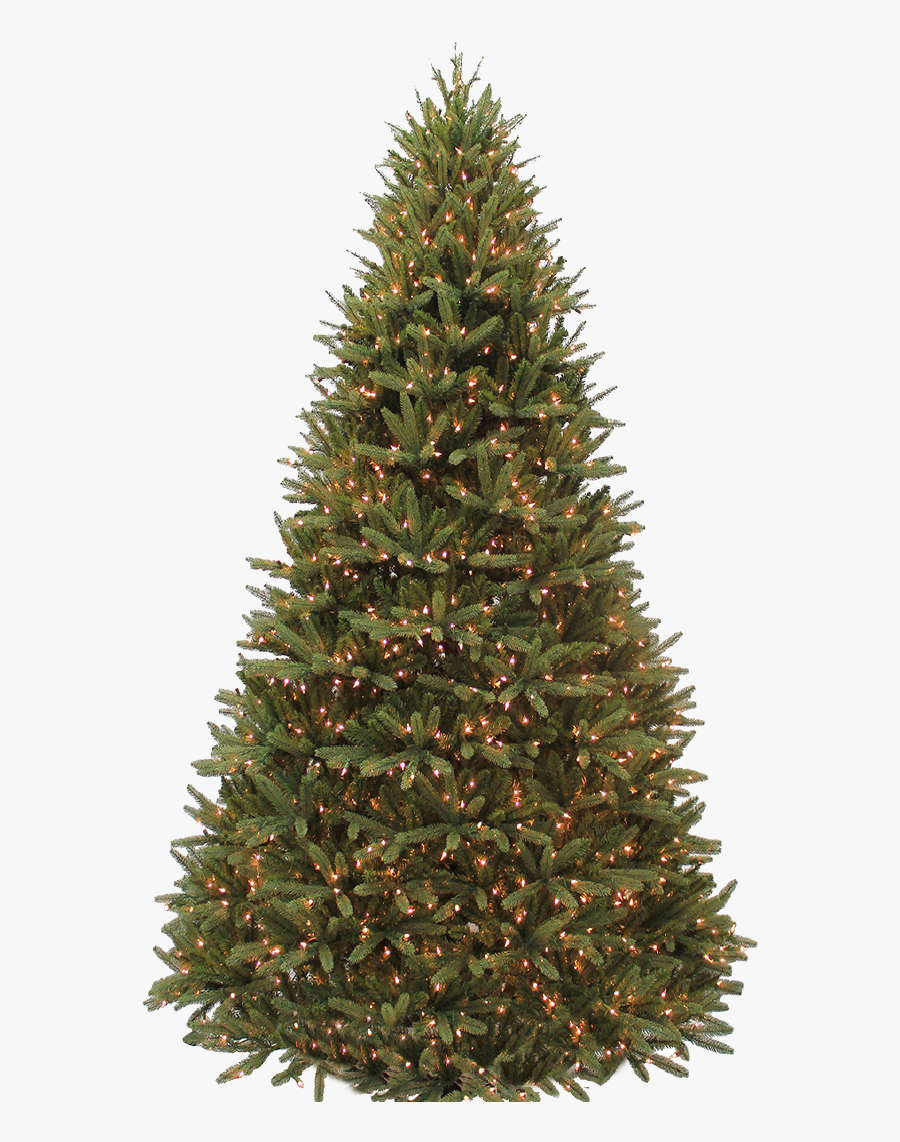 Fraser Tree, Transparent Clipart