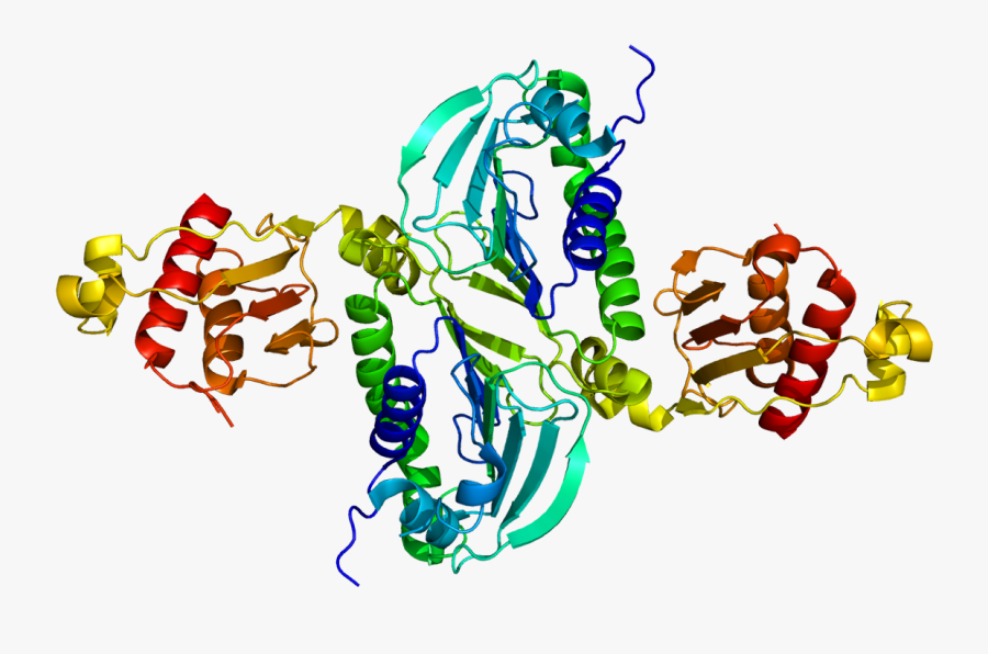 Protein Pms2 Pdb 1ea6 - Pms2 Protein, Transparent Clipart