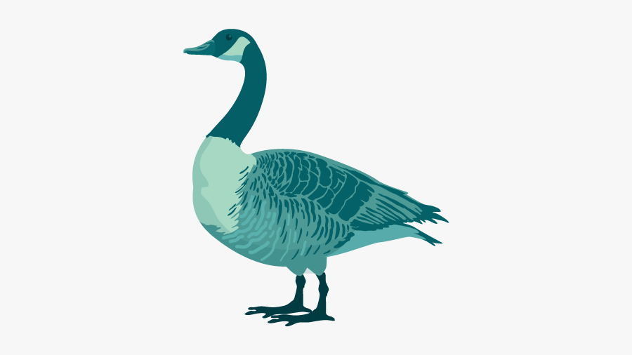 Sg - Canada Goose, Transparent Clipart