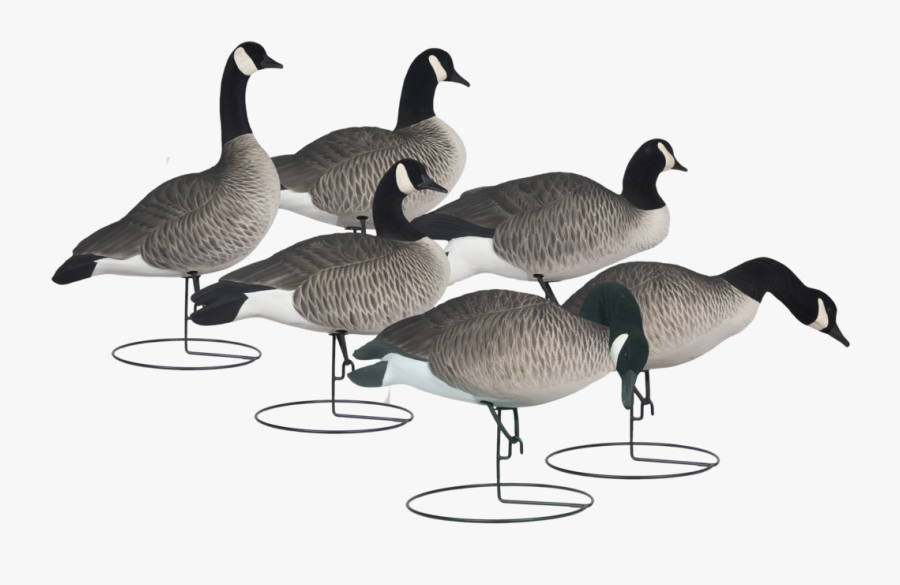 Canada Goose, Transparent Clipart