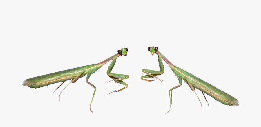 Mantis Png File - Mantidae, Transparent Clipart