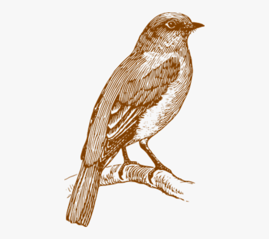 Bird, Transparent, Element, Animal, Fly, Vintage, Wing - Black And White Bird Tattoo, Transparent Clipart