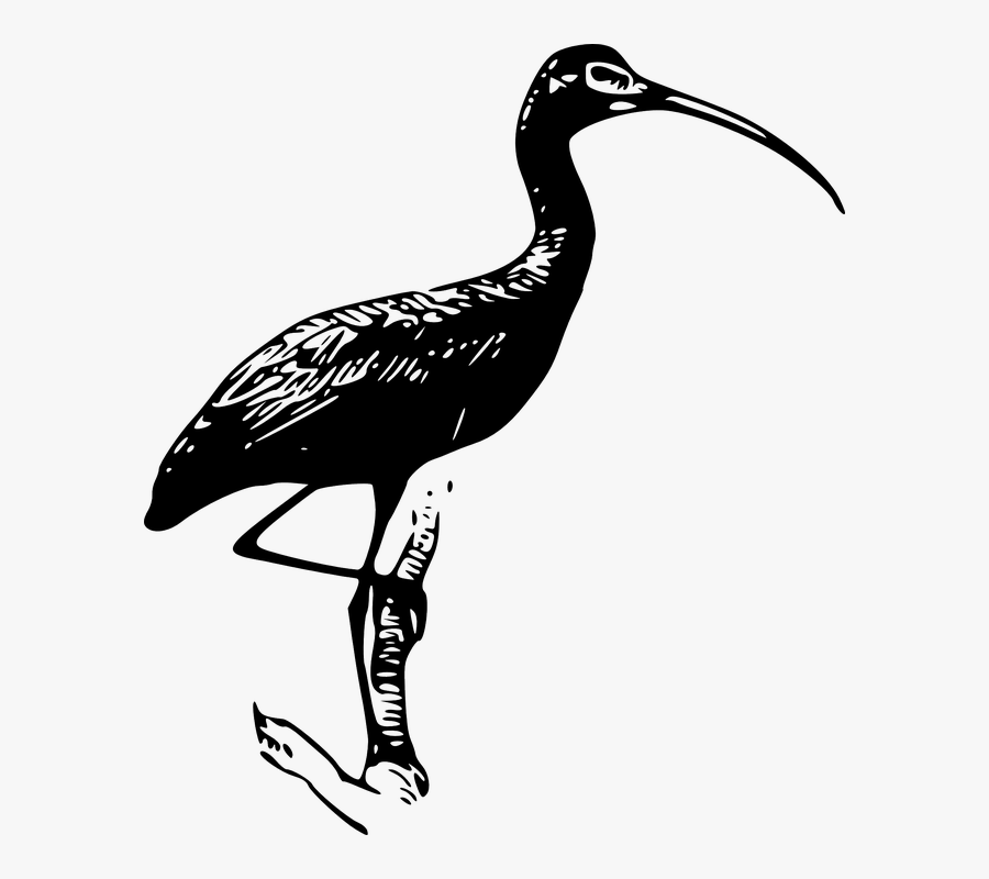 Ibis, Wading Bird, Bird, Wood Ibis, Wood Stork - Scarlet Ibis Black And White, Transparent Clipart