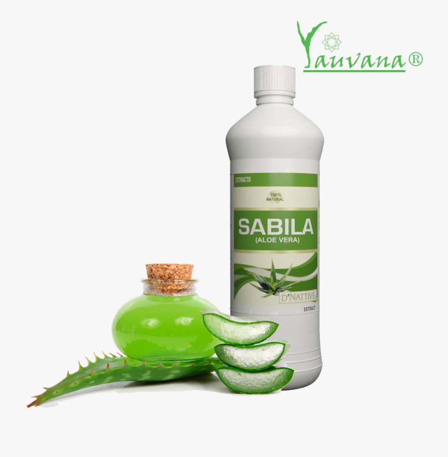 Transparent Sabila Png - Aloe Vera And Cucumber Spa, Transparent Clipart
