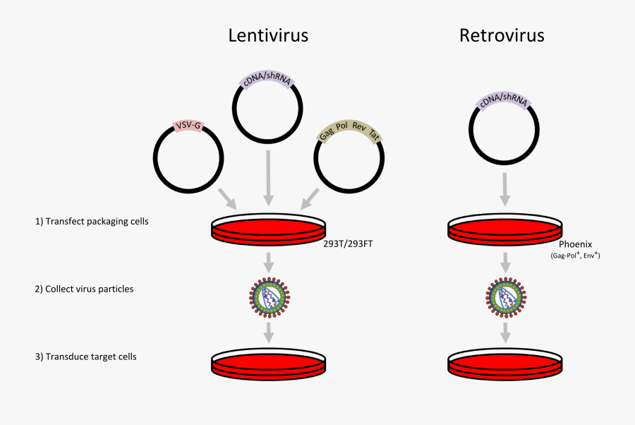 Nucleic Acid Delivery Lentiviral - Lentivirus Vs Retrovirus, Transparent Clipart