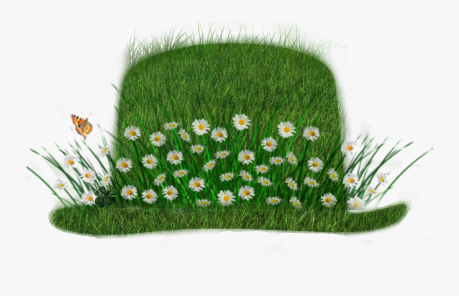 Daisy, Transparent Clipart