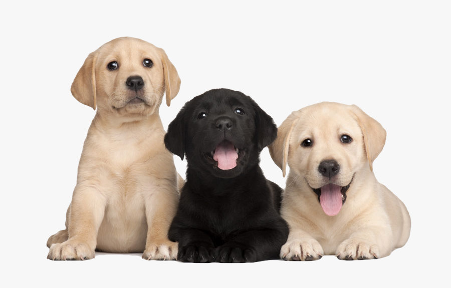 Clip Art Poem Labrador Kyle - Labrador Puppies Png, Transparent Clipart
