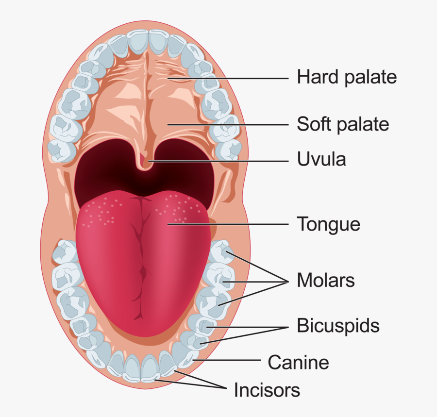 Clipart Mouth Digestive System Mouth - Mouth Digestive System Clipart, Transparent Clipart