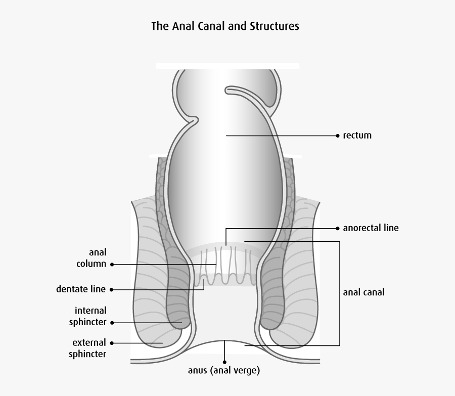 Anal Canal Black And White, Transparent Clipart