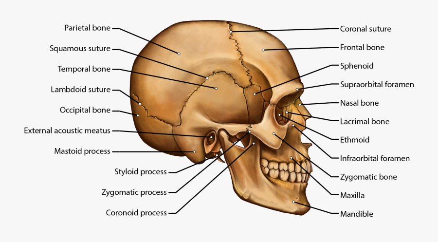 Clip Art Brittany Clark - Side View Skull Labeled Detailed, Transparent Clipart
