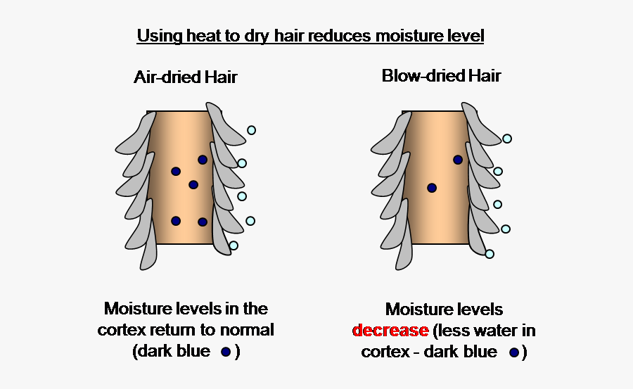 Moisture Level Of Hair, Transparent Clipart