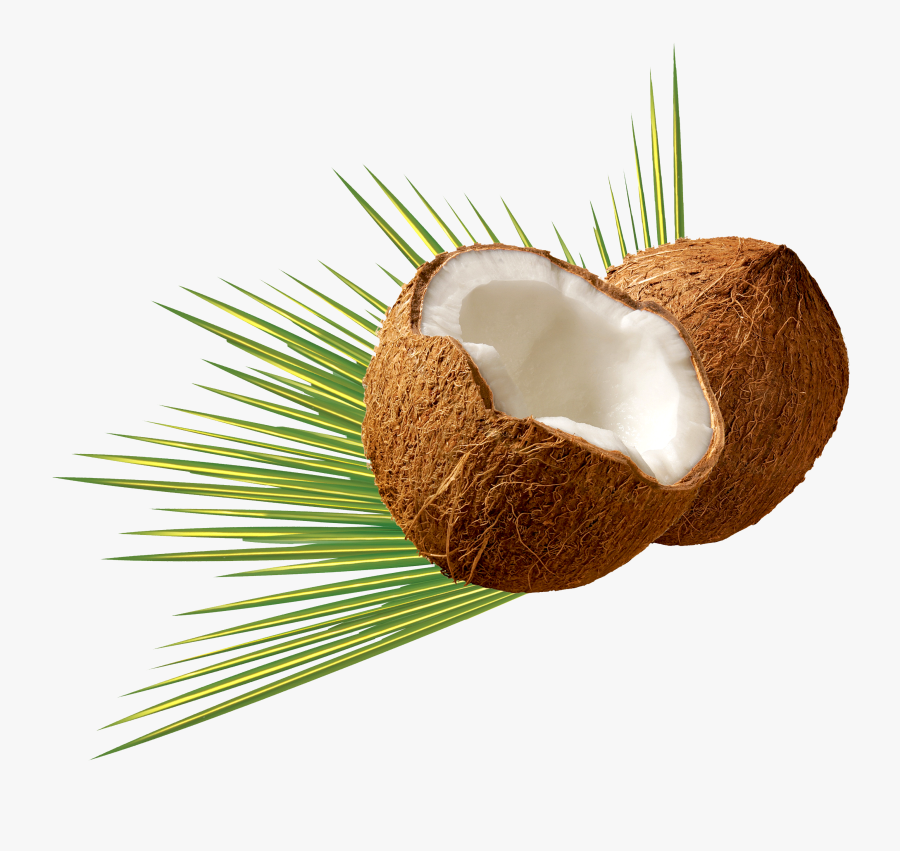 Coconut Png, Transparent Clipart