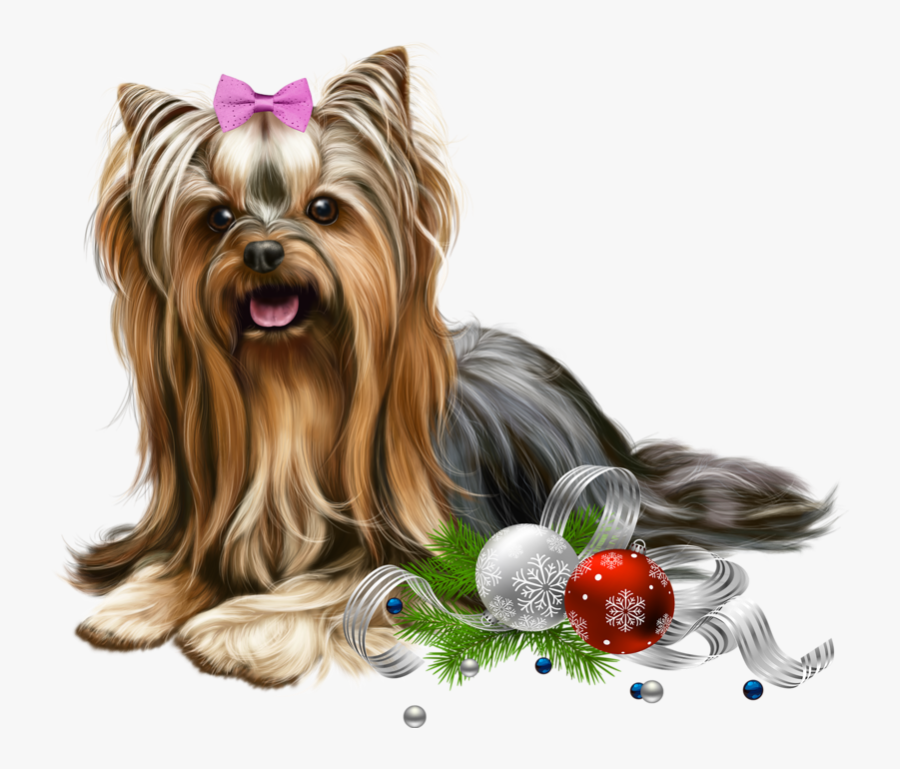 Mon Image Yorkshire Terrier, Rubrics, Pet Dogs, Dog - Yorkie Psp Tube, Transparent Clipart