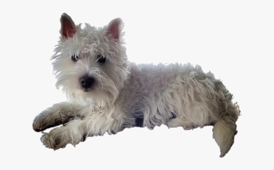 Westhighlandterrier Westie Wesrhighlandwhiteterrier - West Highland White Terrier, Transparent Clipart