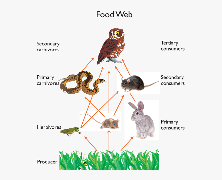 Grasshopper Clipart Secondary Consumer - Food Web Grade 5, Transparent Clipart