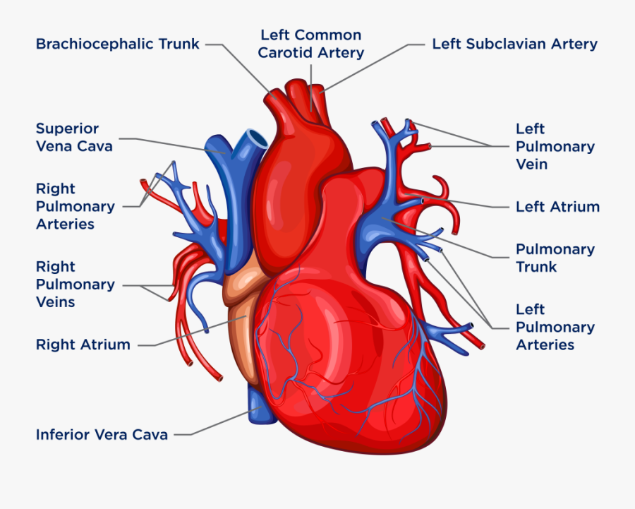 Anatomy Of The Heart And Lungs - Biology Heart Diagram, Transparent Clipart