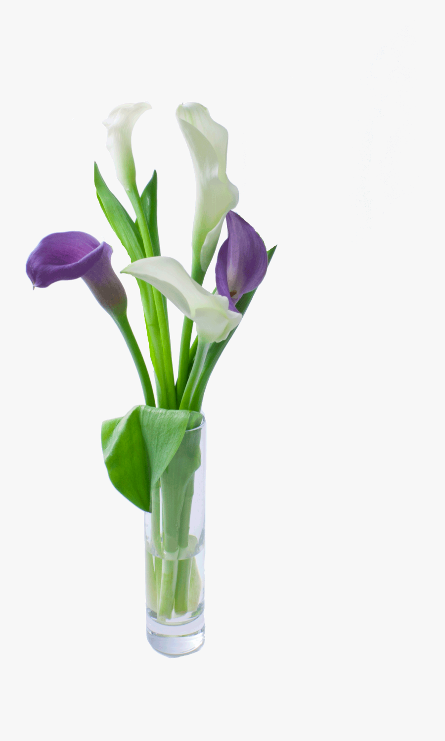 Calla Lily Clipart , Png Download - Purple Calla Lily In A Vase, Transparent Clipart