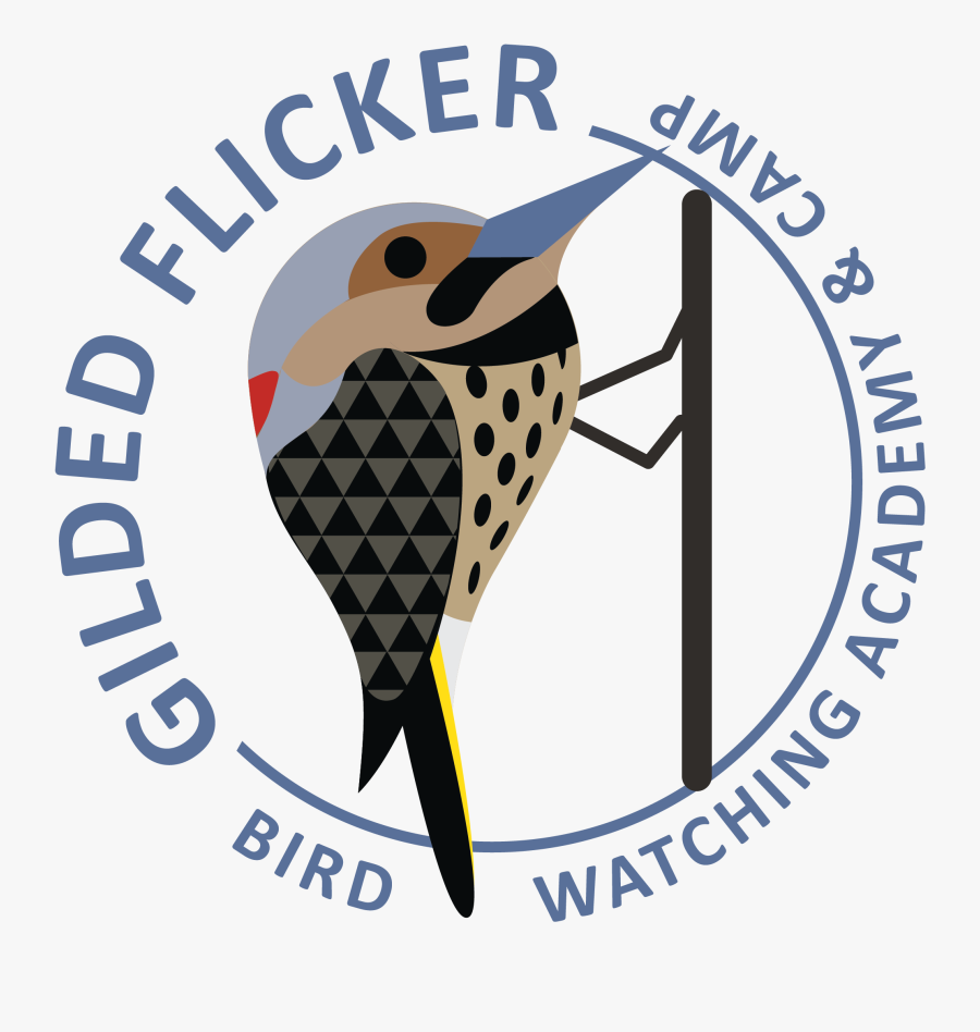 Gilded Flicker Picture - Piciformes, Transparent Clipart