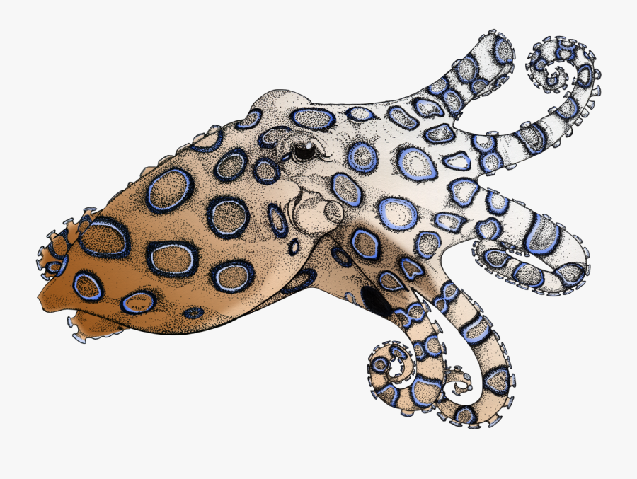 Octopus Clipart Blue Ringed Octopus - Blue Ringed Octopus Drawing, Transparent Clipart