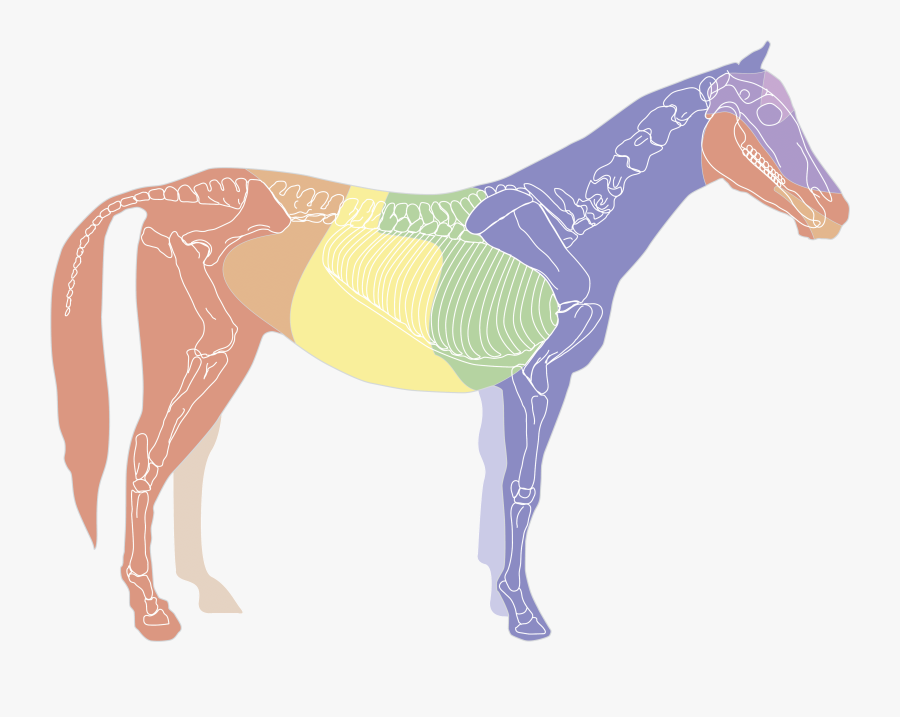 Mare, Transparent Clipart
