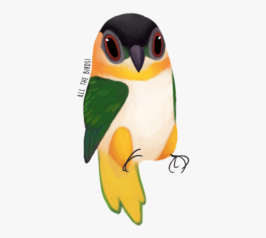 Parrot Clipart Squawk - Owl, Transparent Clipart