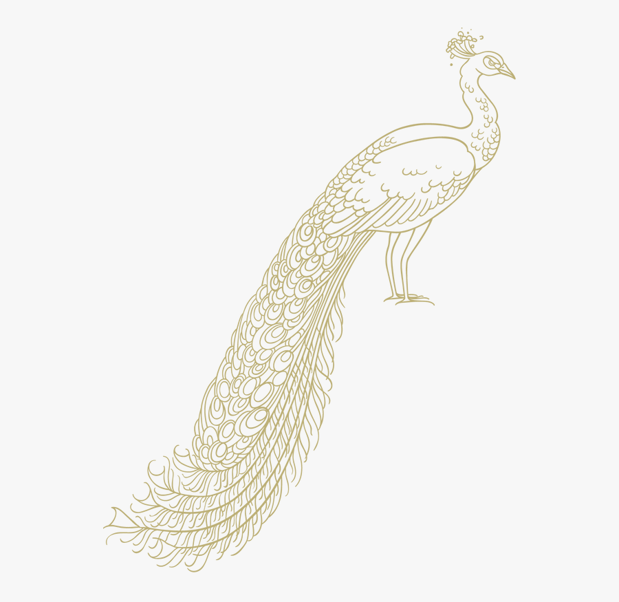 Transparent Peacock Png - Peafowl, Transparent Clipart
