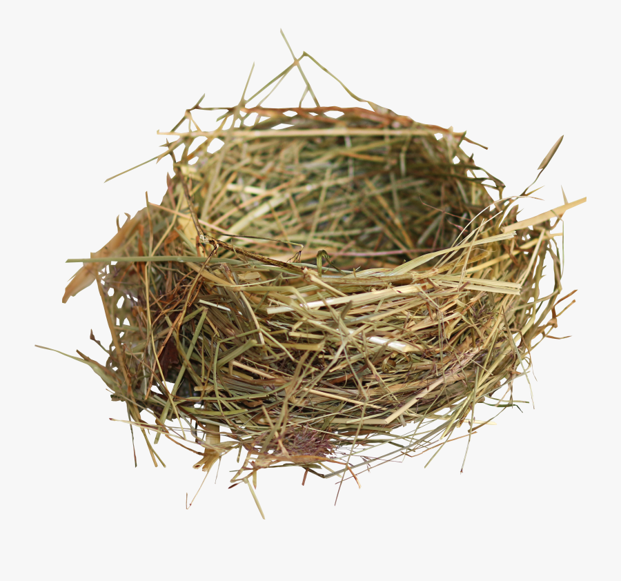 Bird Nest Png Transparent Background - Birds Nest No Background, Transparent Clipart